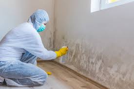 Best Black Mold Removal  in South Barre, VT